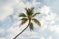 Coconut tree nature background. tall coconut trees shaded by shady and green coconut tree leaves against blue cloudy sky Royalty Free Stock Photo