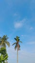 Tall coconut trees under a clear blue sky. Royalty Free Stock Photo