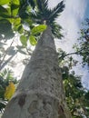 a tall coconut trunk from below