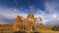 Tall colorful Aspen trees against blue sky