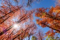 Tall colorful autumn trees reaching to blue sky