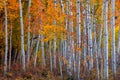 Tall colorful autumn trees in Utah countryside