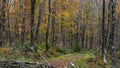 Tall colorful Maple trees in the forest