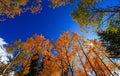 Tall colorful trees in autumn time against blue sky