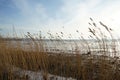 Tall common reed plants swaying in the wind on the beach in winter in Denmark Royalty Free Stock Photo