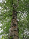 Tall Common White Burch Tree in the Forest