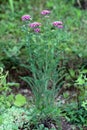 Tall Common yarrow or Achillea millefolium perennial flowering plants with bunches of small violet open blooming flowers