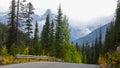 Tall conifer trees by the scenic highway in Banff national park Royalty Free Stock Photo
