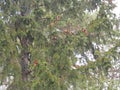 Tall coniferous fir tree with many cones on its branches against a gray sky background, closeup. Peaceful landscape