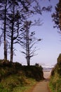 Tall conifers along coastal hills Royalty Free Stock Photo