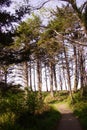 Tall conifers along coastal hills Royalty Free Stock Photo