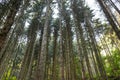 Tall conifers in a dense forest, view upwards of tree trunks, in the autumn season.