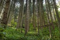 Tall conifers in a dense forest, view upwards of tree trunks, in the autumn season.