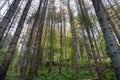 Tall conifers in a dense forest, view upwards of tree trunks, in the autumn season.