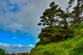 Tall conifers over the Pacific coast in Olympic National Park, Washington