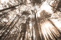 Tall conifers reaching sky in monochrome