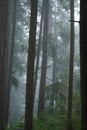 Tall conifers steeped in dense fog in Pacific Northwest