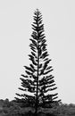 A tall Cook Pine Tree - Araucaria Columnaris - Christmas Tree - High in Sky in Grey Scale