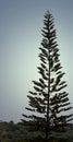 A tall Cook Pine Tree - Araucaria Columnaris - Christmas Tree - High in Sky Natural Background