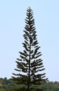 A tall Cook Pine Tree - Araucaria Columnaris - Christmas Tree - High in Sky