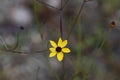 Tall Coreopsis aka Coreopsis tripteris in bloom