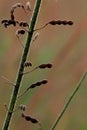 Tall Coreopsis Seed Pods 26565