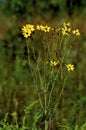 Tall Coreopsis 55831