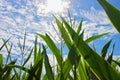 Tall corn growing under a blue sky Royalty Free Stock Photo