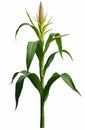 Tall corn stalk with green leaves, developing ear of corn stands alone against clean white backdrop. Isolated plant ready for use Royalty Free Stock Photo