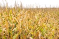 Tall corn stalks in golden farm field ready for harvest Royalty Free Stock Photo