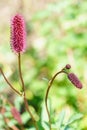 Tall Crimson Great Burnet Flower with Long Thin Stalks. Royalty Free Stock Photo