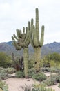 Tall Cristate Saguaro Cactus Royalty Free Stock Photo