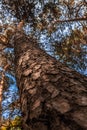 The tall curved tree with very shallow depth of field. The background has bokeh. Bark texture pattern Royalty Free Stock Photo