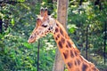 Tall cute giraffe at the zoo