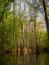 Tall Trees Along Waters Edge, Cedar Creek, Congaree National Park