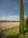 Cypress tree frames field of wheat in Tuscany, Italy