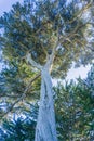 Tall cypress tree, Half Moon Bay, California Royalty Free Stock Photo
