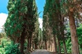 Tall cypress trees grow along the alley in the park