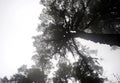 Tall Dark Pine Tree