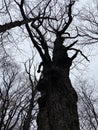 Tall Dark Tree in Winter in January