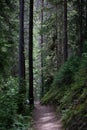 Tall Dark Trees in the Forest of Rocky Mountain National Park Royalty Free Stock Photo