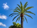 Tall Date palm trees against the blue sky and clouds on a sunny day Royalty Free Stock Photo