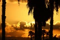 Tall date palms against a red sky at sunrise