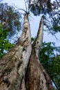 Tall dead pines in Borovsky pine forest Royalty Free Stock Photo