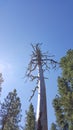 Tall Dead Snag Tree