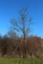 Tall dead tree without leaves rising above dried vegetation and green grass Royalty Free Stock Photo