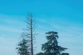 Tall dead tree in park against blue sky