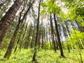 Tall deciduous trees stretch upwards in a lush forest Royalty Free Stock Photo