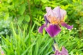 Tall decorative perennial flower Iris bearded in the summer garden.