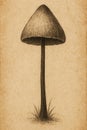 Tall Delicate Mushroom with Smooth Dark Cap Royalty Free Stock Photo